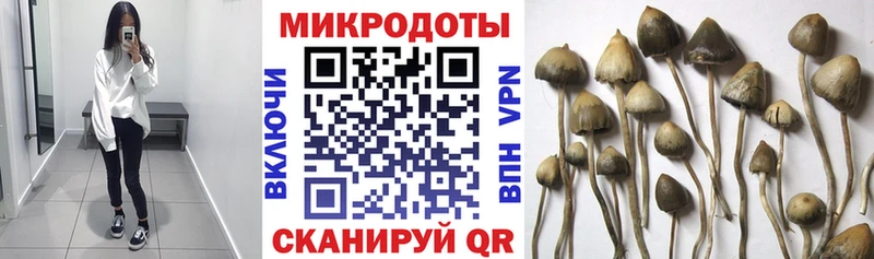 Галлюциногенные грибы Psilocybe Шиханы