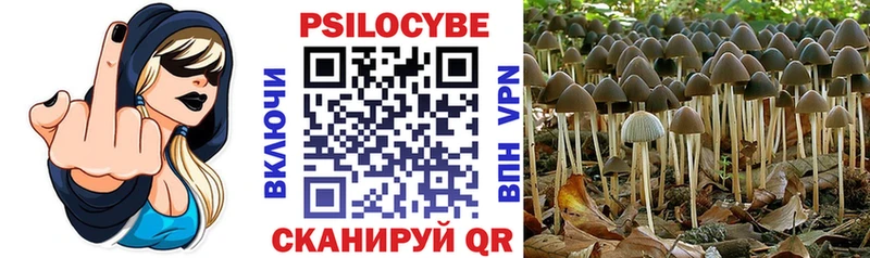 дарнет шоп  Шиханы  Псилоцибиновые грибы Psilocybe 